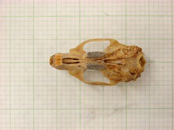 Media type: image;   Mammalogy 26358
